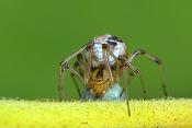 kleine wigwamspin (theridion sisyphium) 6-2012 9123